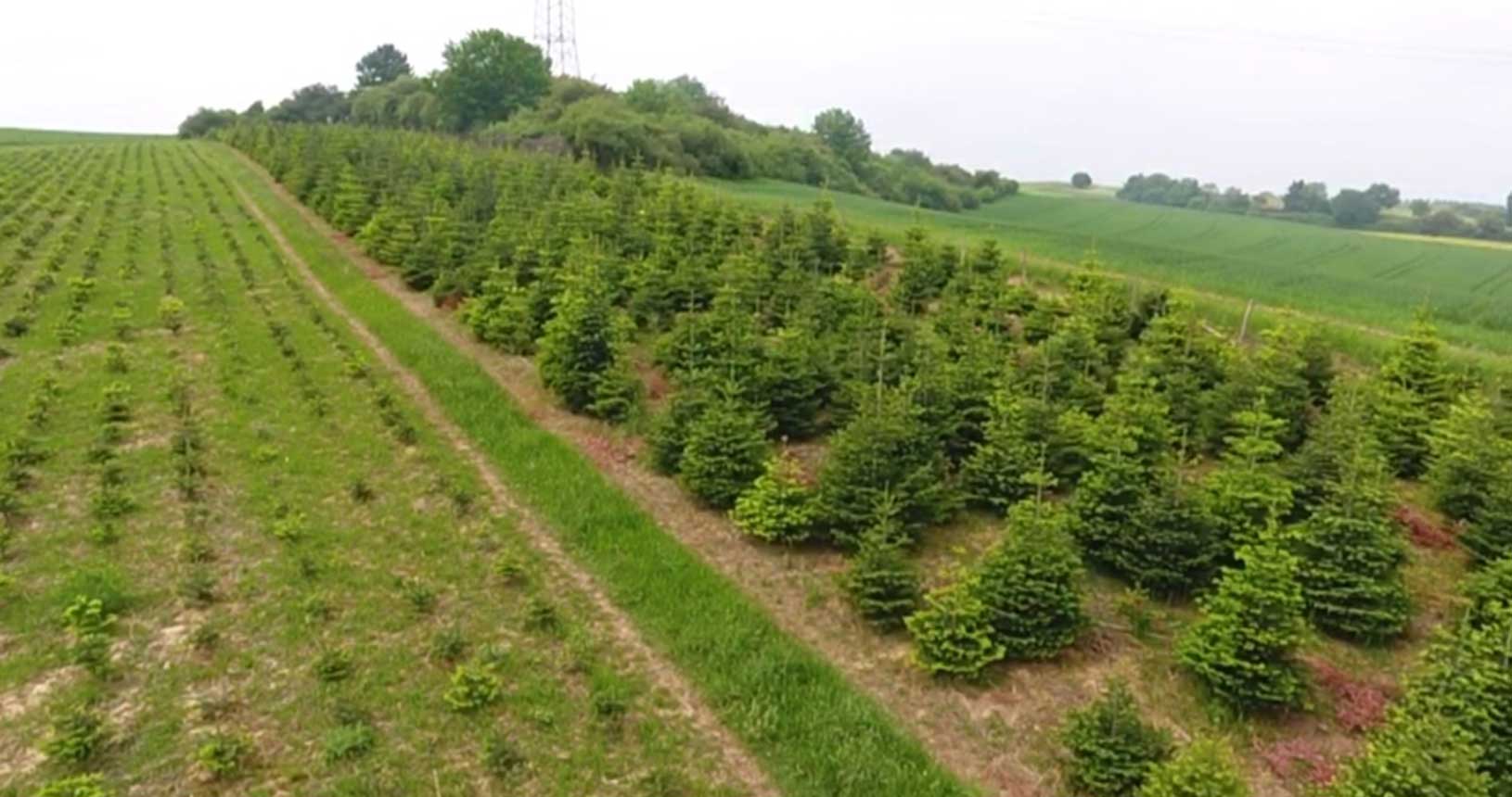 BoppWeihnachtsbaeume Weihnachtsbäume zum Fest der Liebe